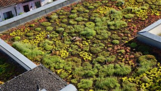 Roof greening