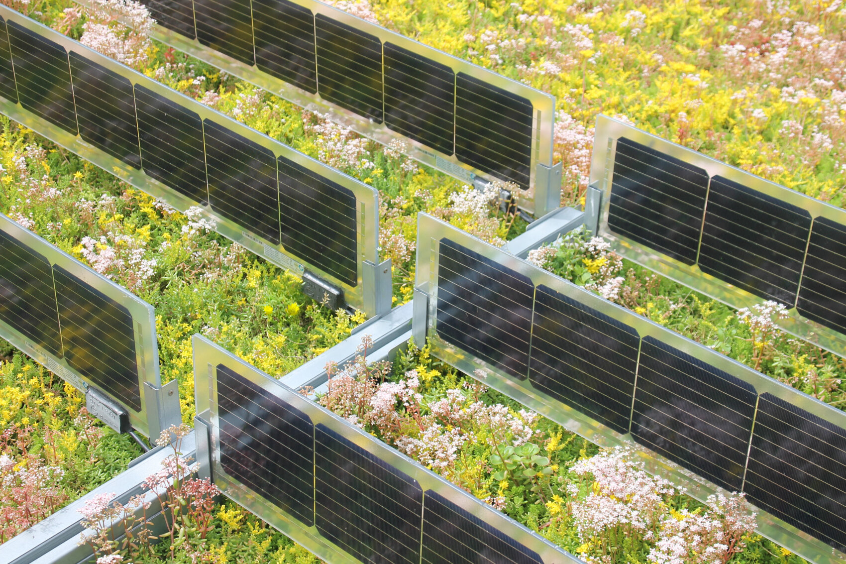Auf einem begrünten Dach, das mit Gras und kleinen gelben und weißen Blumen bedeckt ist, sind Reihen von Solarmodulen installiert, die eine Kombination aus erneuerbarer Energie und Natur darstellen.